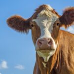 élevage bovin : la lumière naturelle favorise le bien-être animal