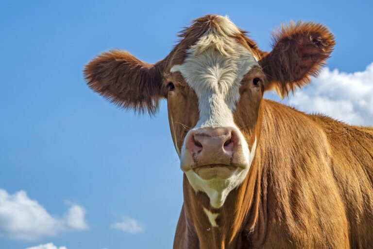 élevage bovin : la lumière naturelle favorise le bien-être animal